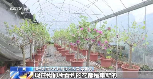 “太空種子”返回廣西柳州 順利出苗移(yí)植